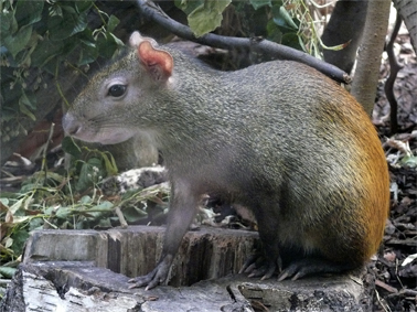 Florafauna Nagetiere Fotografiert Von Rolli Stuber