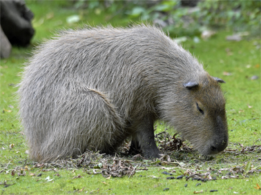 Florafauna Nagetiere Fotografiert Von Rolli Stuber